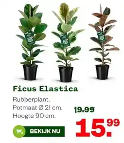 Welkoop Ficus Elastica aanbieding