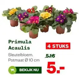 Welkoop Primula Acaulis aanbieding