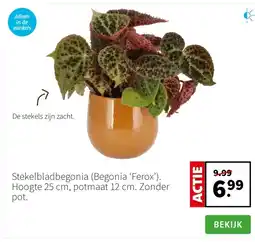 Intratuin Stekelbladbegonia (Begonia ‘Ferox’). Hoogte 25 cm, potmaat 12 cm. Zonder pot. aanbieding