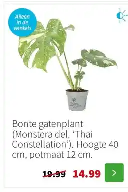 Intratuin Bonte gatenplant (Monstera del. ‘Thai Constellation’). Hoogte 40 cm, potmaat 12 cm. aanbieding