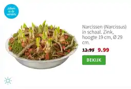 Intratuin Narcissen (Narcissus) in schaal. Zink, hoogte 19 cm, Ø 29 cm. aanbieding