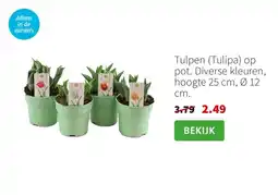 Intratuin Tulpen (Tulipa) op pot. Diverse kleuren, hoogte 25 cm, Ø 12 cm. aanbieding