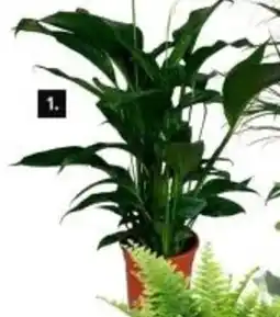 Karwei Spathiphyllum lauretta aanbieding