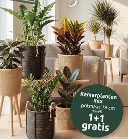 Deka Tuin Kamerplanten mix aanbieding