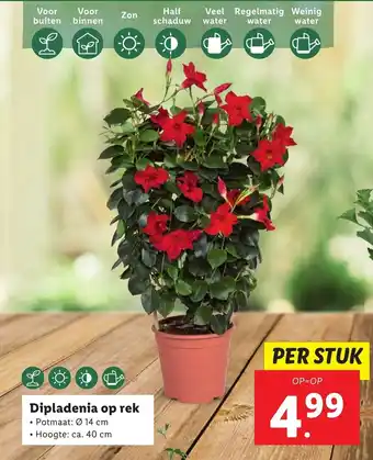 Lidl Dipladenia op rek aanbieding