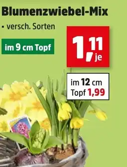 Thomas Philipps Blumenzwiebel-Mix aanbieding