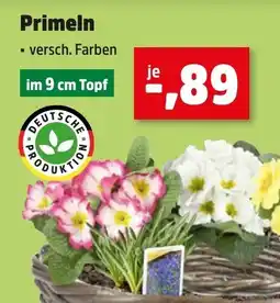 Thomas Philipps Primeln aanbieding