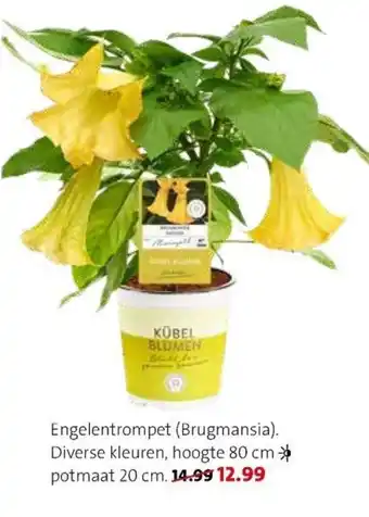 Intratuin Engelentrompet / Brugmansia aanbieding