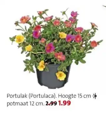 Intratuin Portulak / Portulaca aanbieding