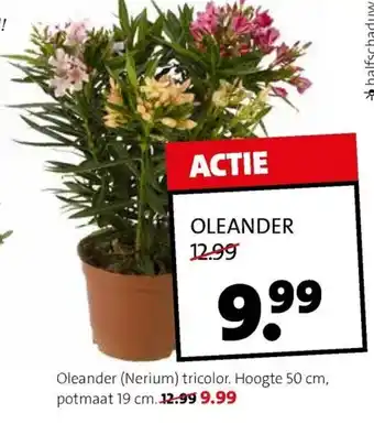 Intratuin Oleander / Nerium aanbieding