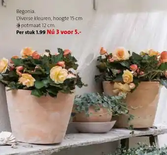 Intratuin Begonia 1 of 3 st aanbieding