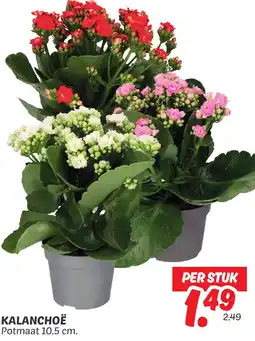 Dekamarkt Kalanchoë aanbieding