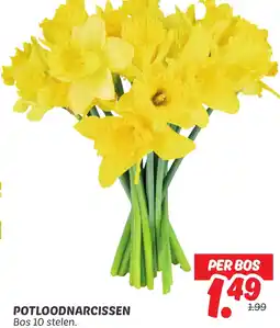 Dekamarkt Potloodnarcissen aanbieding