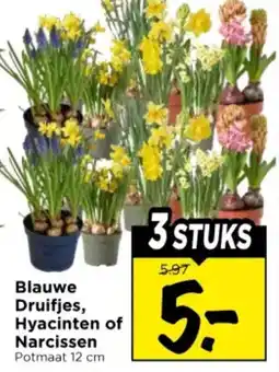 Vomar Voordeelmarkt Druifjes, Hyacinten of Narcissen aanbieding