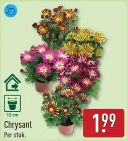 ALDI Chrysant aanbieding