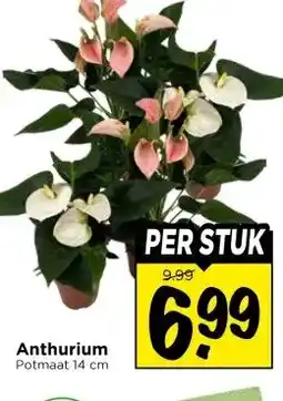 Vomar Voordeelmarkt Anthurium aanbieding