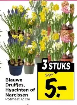 Vomar Voordeelmarkt Blauwe Druifjes, Hyacinten of Narcissen aanbieding