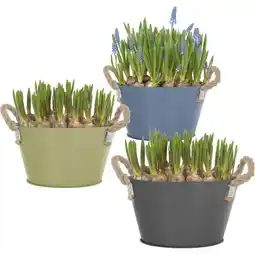 Albert Heijn AH Blauwe druif in zink touw aanbieding