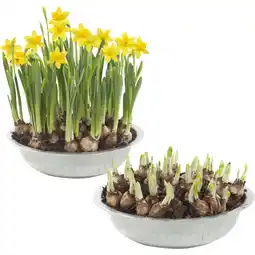 Albert Heijn AH Narcis in zinken schaal aanbieding