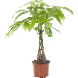 Albert Heijn AH Pachira op stam aanbieding