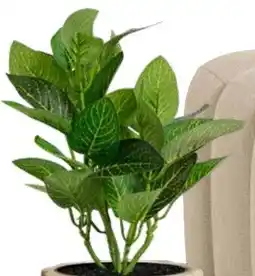 Kwantum Kunstplant Fittonia aanbieding