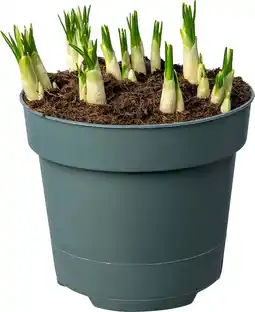 Intratuin Biologische Krokus (Crocus 'Jeanne d'Arc') D 12 H 30 aanbieding