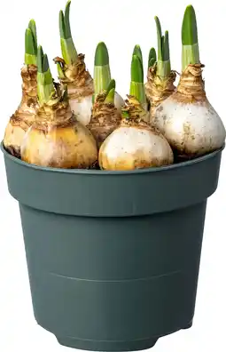 Intratuin Biologische Narcis (Narcissus 'Bridal Crown') D 12 H 30 aanbieding