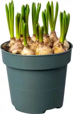 Intratuin Biologische Wit druifje (Muscari 'Casablanca') D 12 H 30 aanbieding