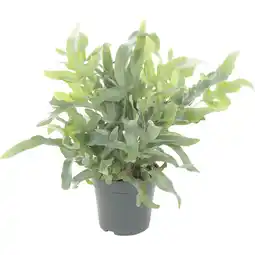 Albert Heijn AH Phlebodium aanbieding