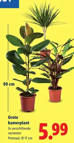 Lidl Grote Kamerplant aanbieding