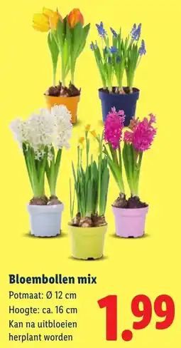 Lidl Bloembollen Mix aanbieding