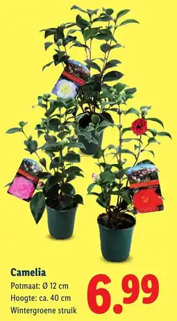 Lidl Camelia aanbieding