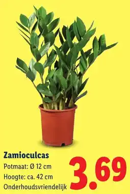 Lidl Zamioculcas aanbieding