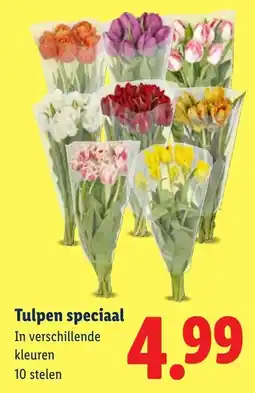 Lidl Tulpen speciaal aanbieding
