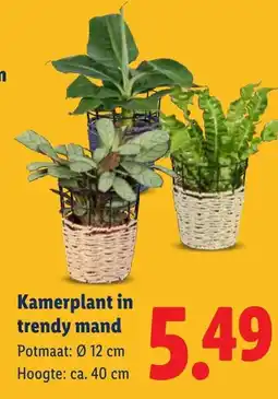 Lidl Kamerplant in trendy mand aanbieding