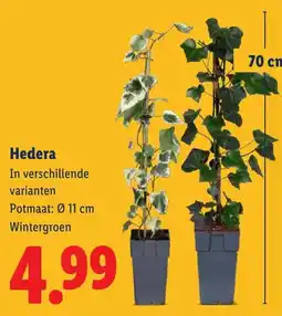 Lidl Hedera aanbieding