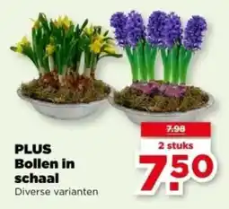 PLUS PLUS Bollen in schaal aanbieding