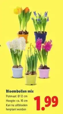 Lidl Bloembollen aanbieding