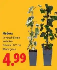 Lidl Hedera aanbieding