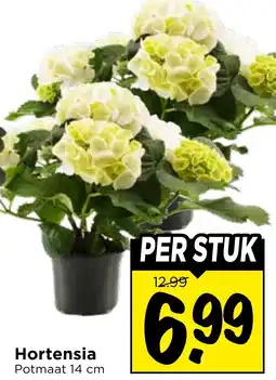 Vomar Voordeelmarkt Hortensia aanbieding