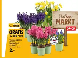 Jumbo Voorjaarsbollen hyacint, blauwe druif of narcis aanbieding