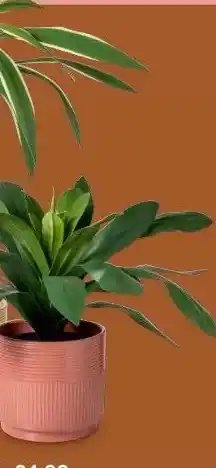 Xenos Kunstplant aanbieding