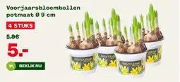 Welkoop Voorjaarsbloembollen potmaat 09 cm aanbieding