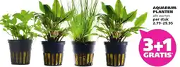 Ranzijn AQUARIUM- PLANTEN aanbieding