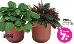 Ranzijn TREND- PLANTEN aanbieding