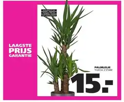 Ranzijn PALMLELIE aanbieding