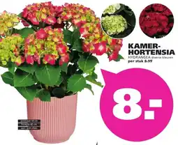 Ranzijn KAMER- HORTENSIA aanbieding