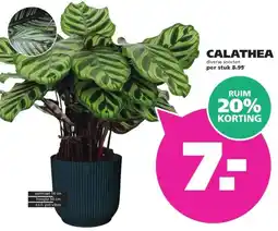 Ranzijn CALATHEA aanbieding