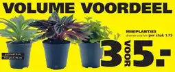 Ranzijn Miniplantjes aanbieding