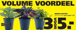 Ranzijn VOLUME VOORDEEL MINIPLANTJES aanbieding